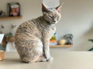 How Long Do Devon Rex Cats Live Plus 7 Habits For A Longer Lifespan