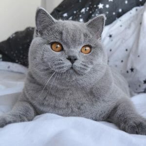 Are British Shorthair Indoor Cats? (6 Reasons They Are) - MyMoggy