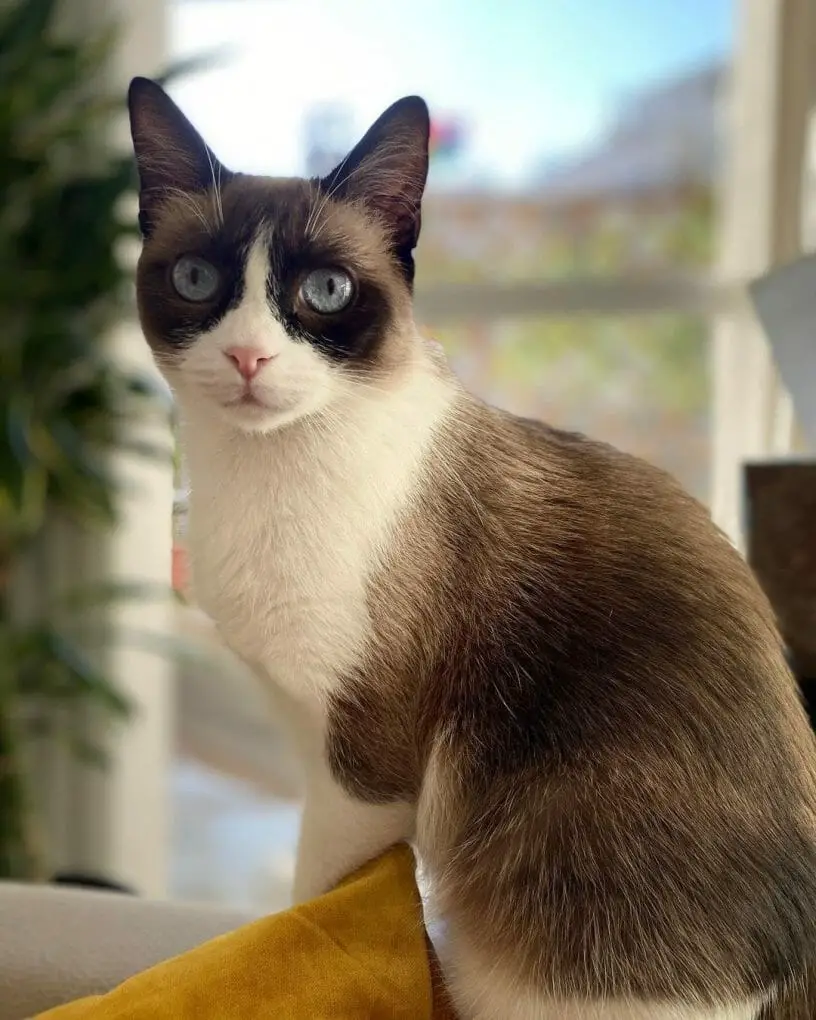 Are Snowshoe Cats Expensive? (3 Things to Know Before Purchasing) - MyMoggy