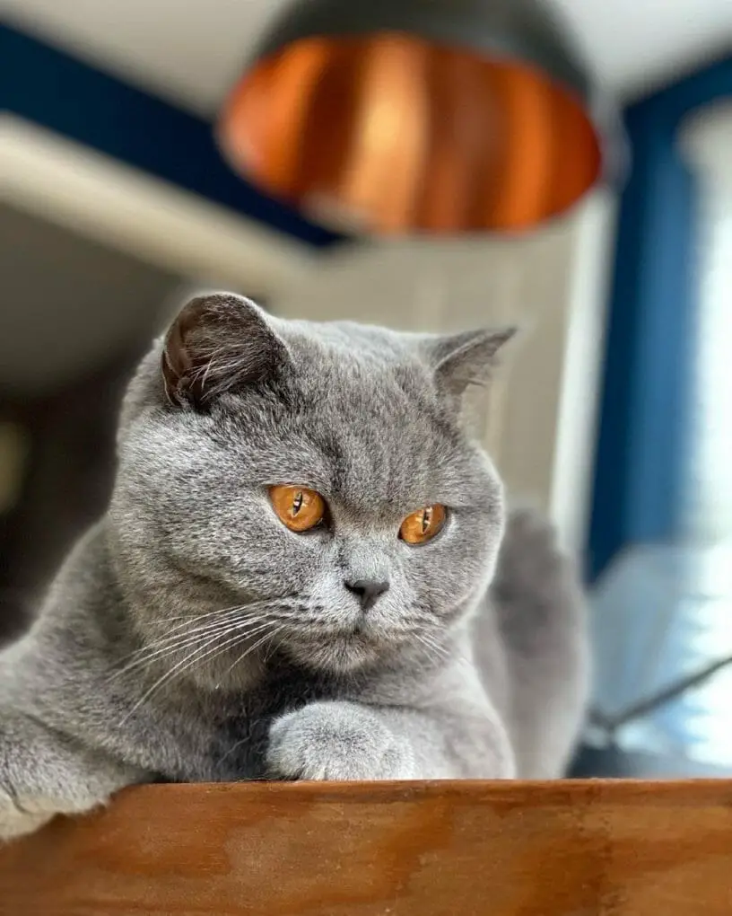 British Shorthair 101: The Essential Guide - MyMoggy