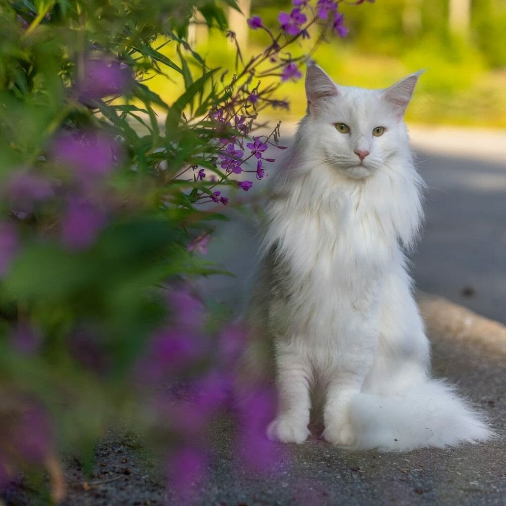 Norwegian Forest Cat vs Fox: When Both Collide - MyMoggy