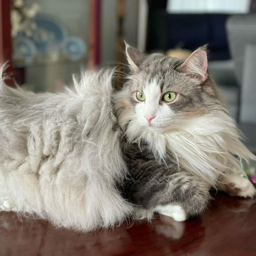 Norwegian Forest Cat vs Turkish Angora: Everything You Need to Know