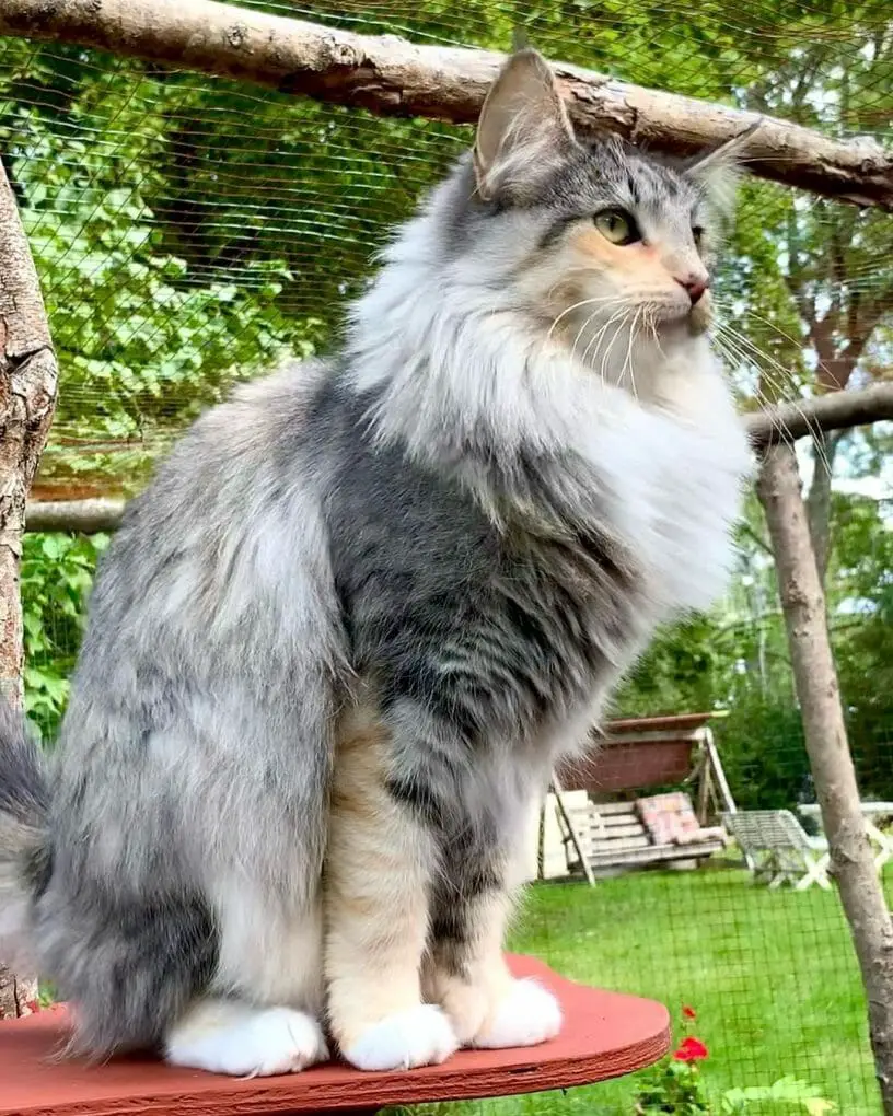 Норвежская Лесная кошка Шульгина