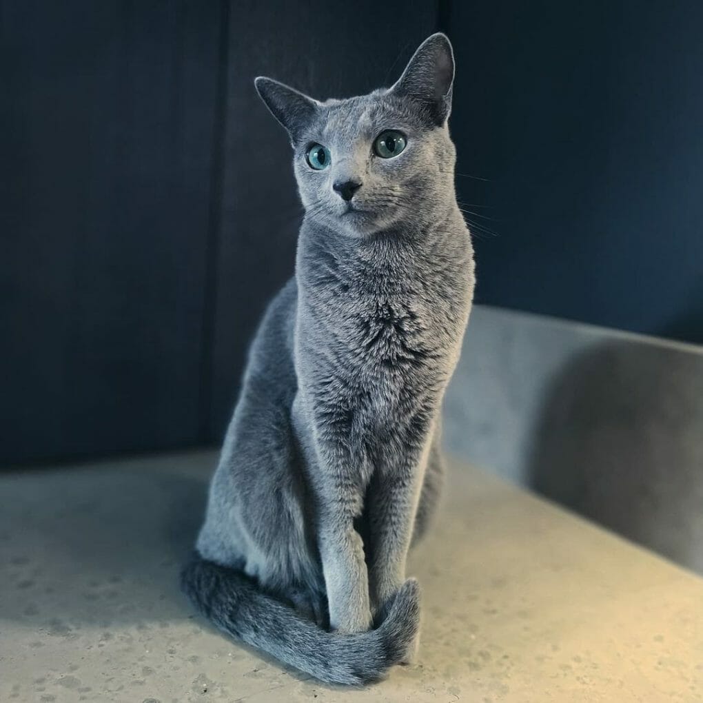 Do Russian Blue Cats Shed? How To Groom a Russian Blue Cat? - MyMoggy