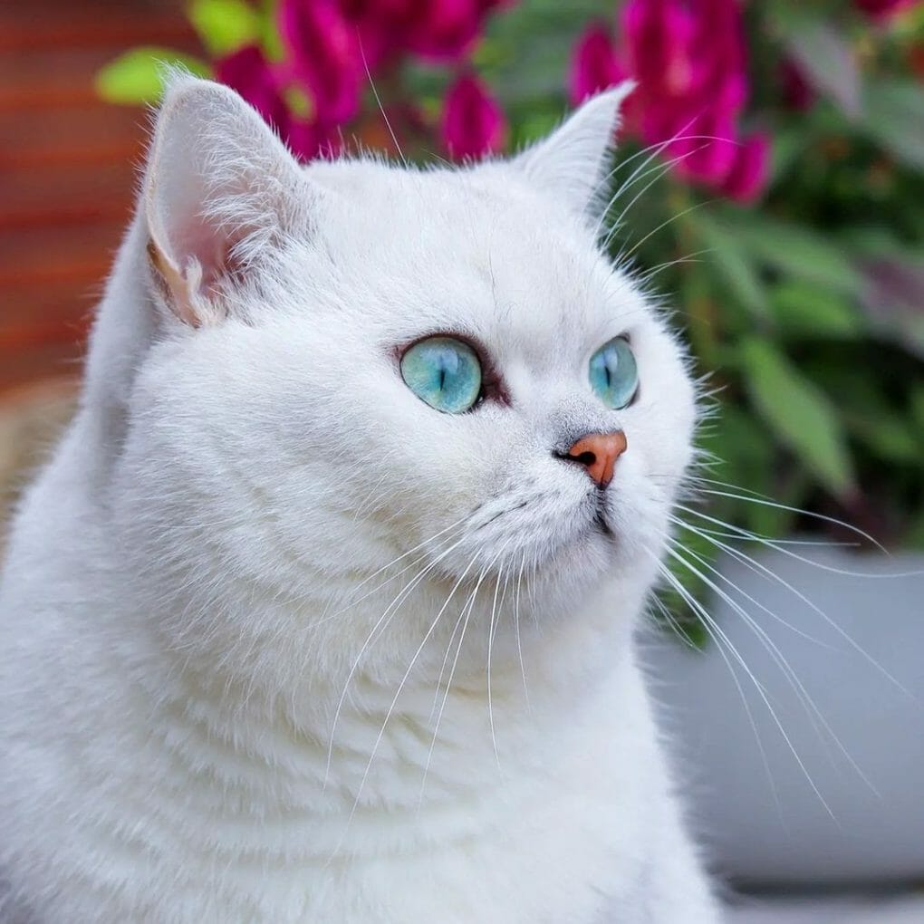 Should I Let My British Shorthair Outside?