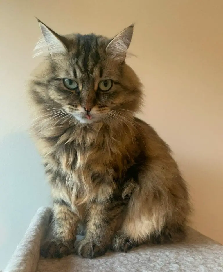 Siberian Cat vs Norwegian Forest Cat: Comparing Cat Breeds - MyMoggy