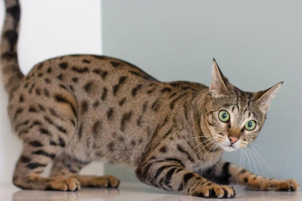 Ocicat Vs Savannah: Appearance & Traits - Mymoggy