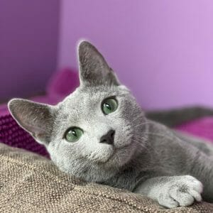 Are Devon Rex Cats Hypoallergenic? 6 Tips For Allergy Sufferers! - MyMoggy