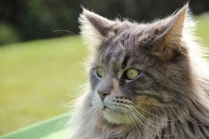 Do Maine Coon Cats Shed: Reasons Why Main Coon Shed and How to Deal ...