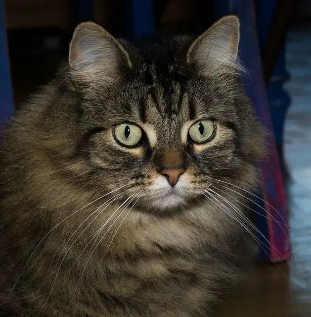 Norwegian Forest Cats: How Much Do They Weigh? - MyMoggy