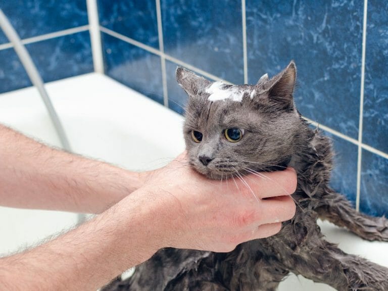 do-i-need-to-bathe-my-cat-zoetis-petcare