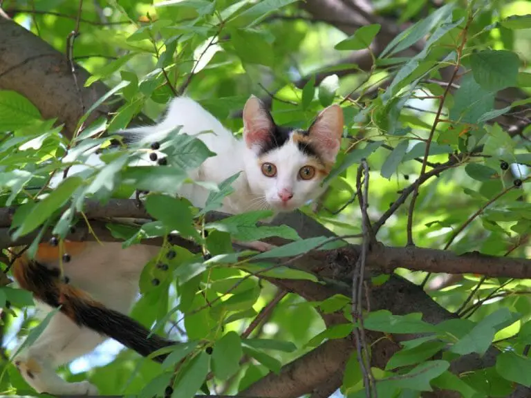 how-to-get-a-cat-out-of-a-tree-tips-to-get-your-cat-safely-mymoggy