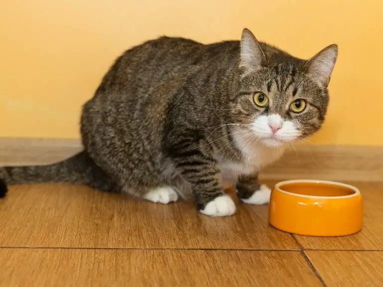 can-my-cat-eat-dog-food-identifying-the-best-diet-for-your-cat