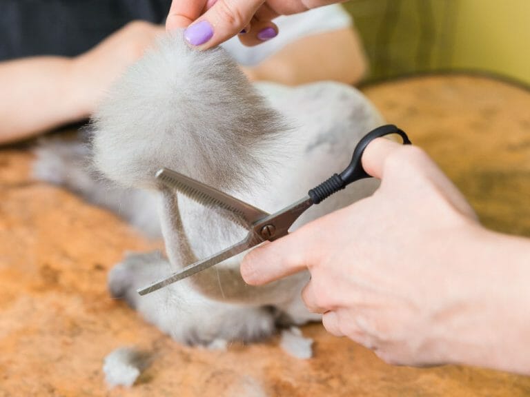 How to Cut Cat Hair Tips to Groom Your Cat