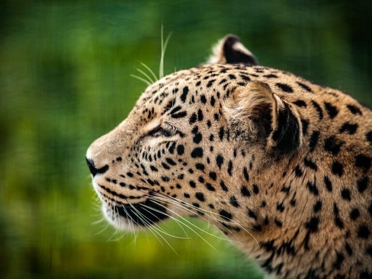 The Most Aggressive Big Cats in the World: List of Aggressive Big Cats ...