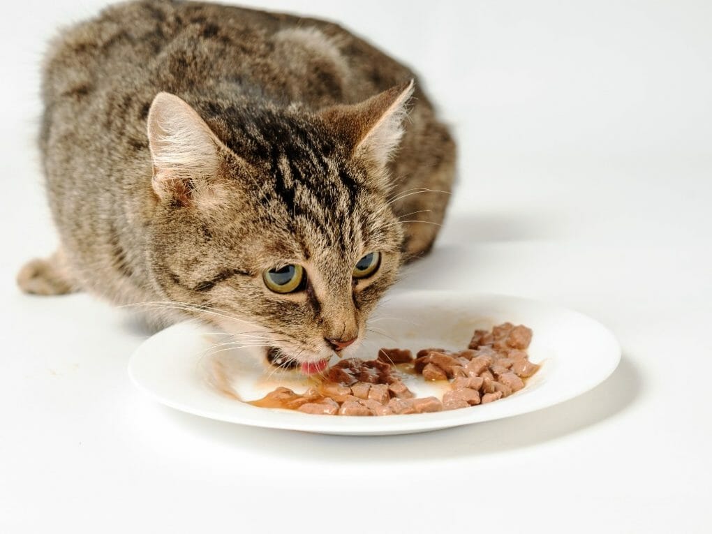 Can My Cat Eat Dog Food Identifying The Best Diet For Your Cat