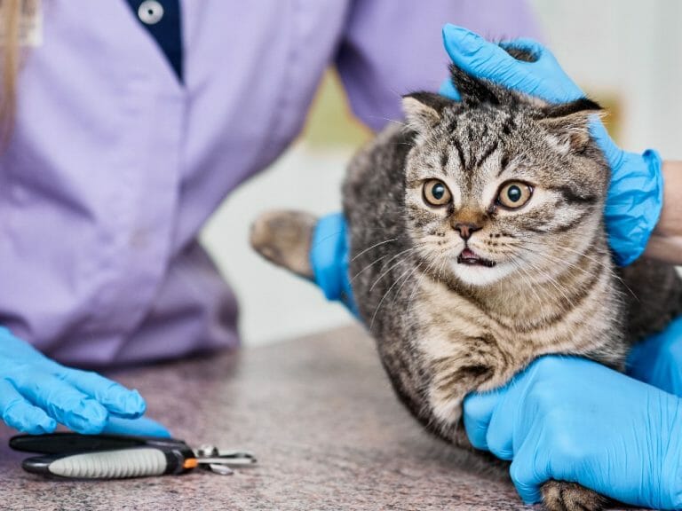 do-cat-nails-grow-back-things-you-need-to-know-about-your-cat-s-claw