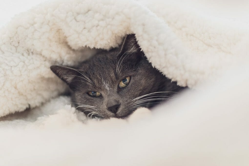 how-to-wash-cat-bed-maintaining-your-cat-s-bed-clean-mymoggy