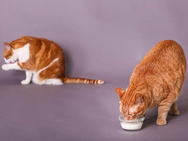 can-cats-drink-goat-milk-benefits-risks-and-ways-to-give-your-cat