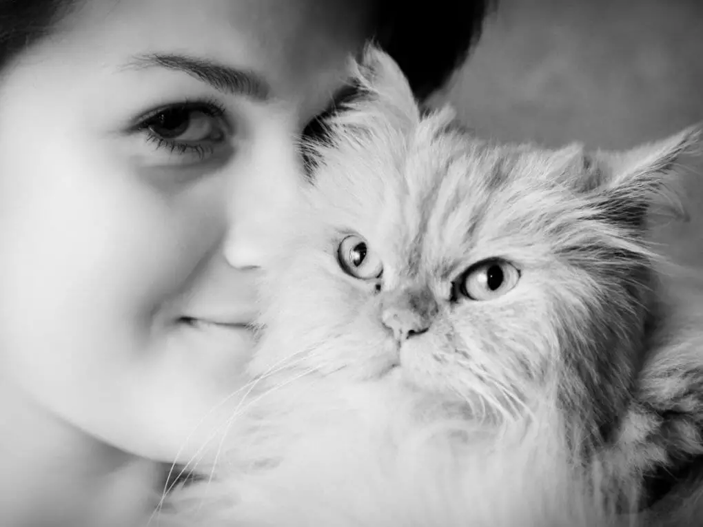 Can Persian Cats Be Left Alone: 4 Factors That Should Be Considered ...