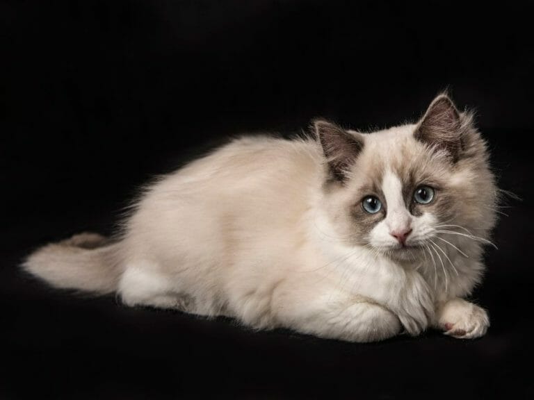 Where Do Ragdoll Cats Come From: Getting to Know the Ragdoll Cats - MyMoggy