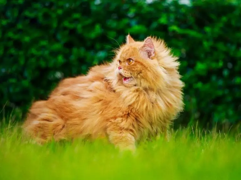 Are Persian Cats Good Pets: The Pros and Cons of Owning This Breed ...