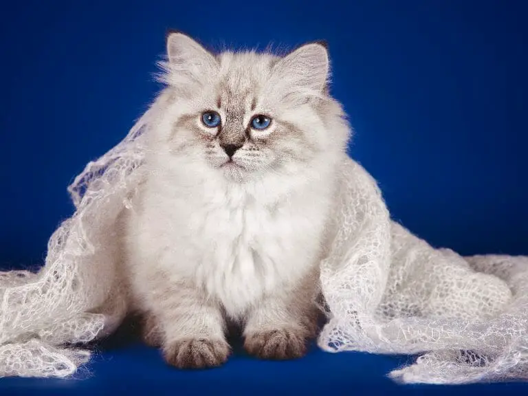 How Big Do Ragdoll Cats Get: What You Need to Know About the Size of ...