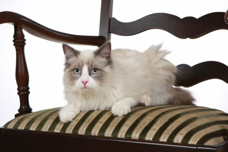 can-ragdolls-have-green-eyes-what-you-need-to-know-about-ragdoll-cats