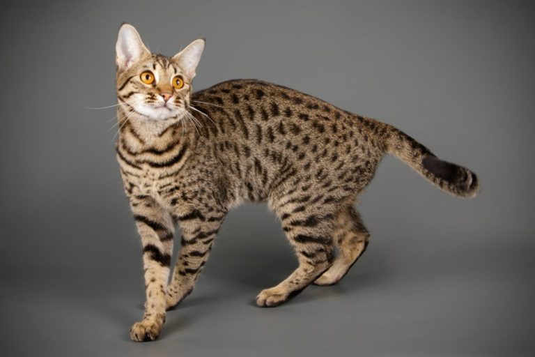 Which Savannah Cat Is the Largest: Get to Know the Large Savannah Cats ...