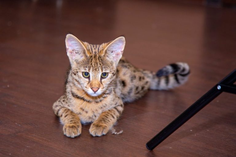 Are Savannah Cats Hypoallergenic: Allergic Reaction To Savannah Cats ...