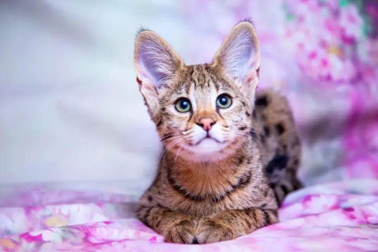 Where Are Savannah Cats From: A Guide to Understanding the Origin of ...