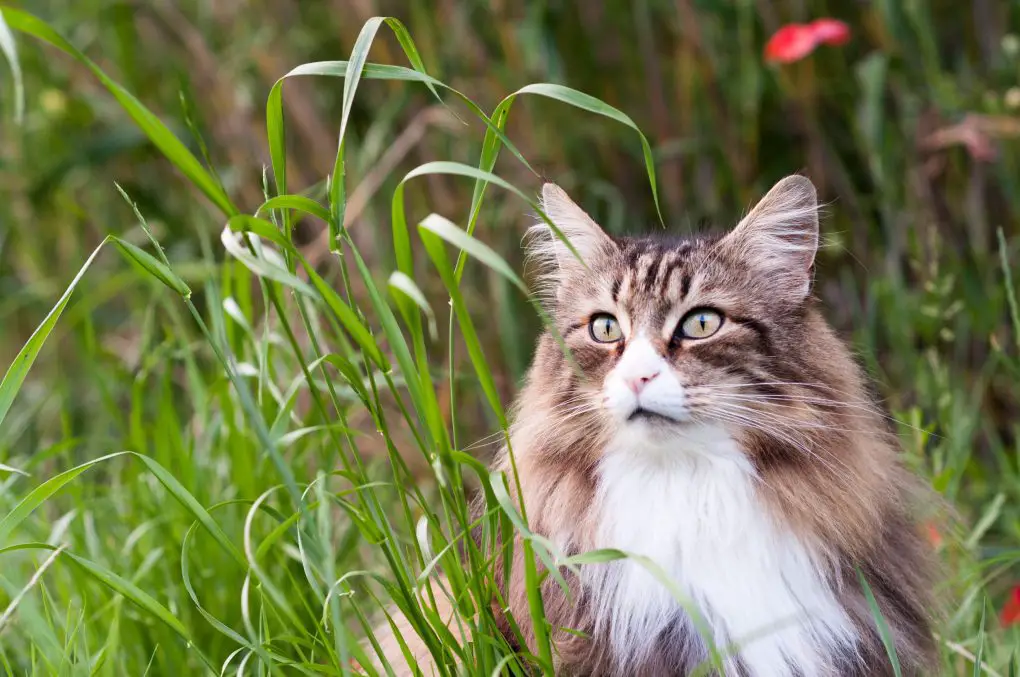 Are Norwegian Forest Cats Rare: Why This Breed Is Uncommon and Its ...